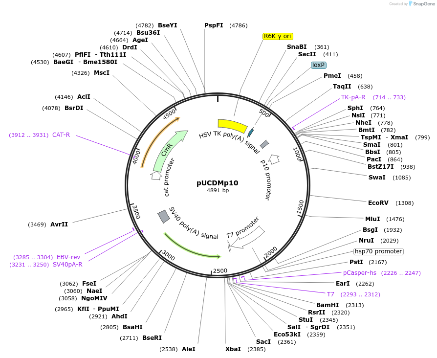 170461-plasmid-map-sequence-id-338862