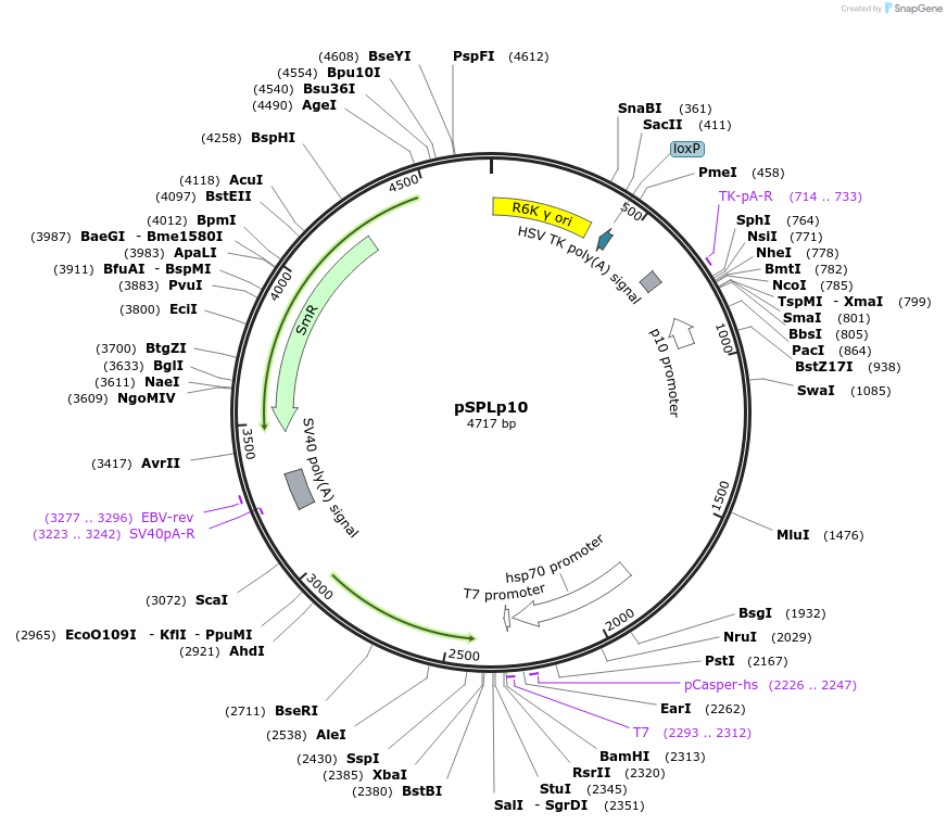 170462-plasmid-map-sequence-id-338864