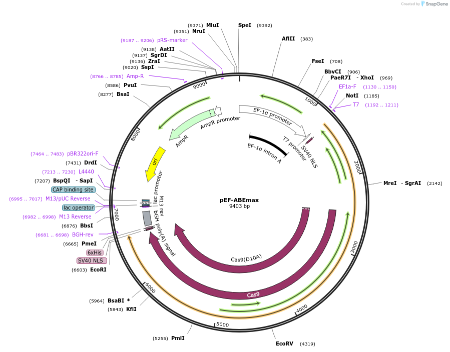 164415-plasmid-map-sequence-id-338869