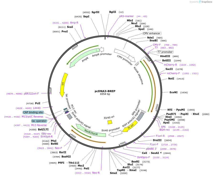 172337-plasmid-map-sequence-id-338886