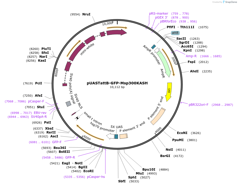 170806-plasmid-map-sequence-id-338899