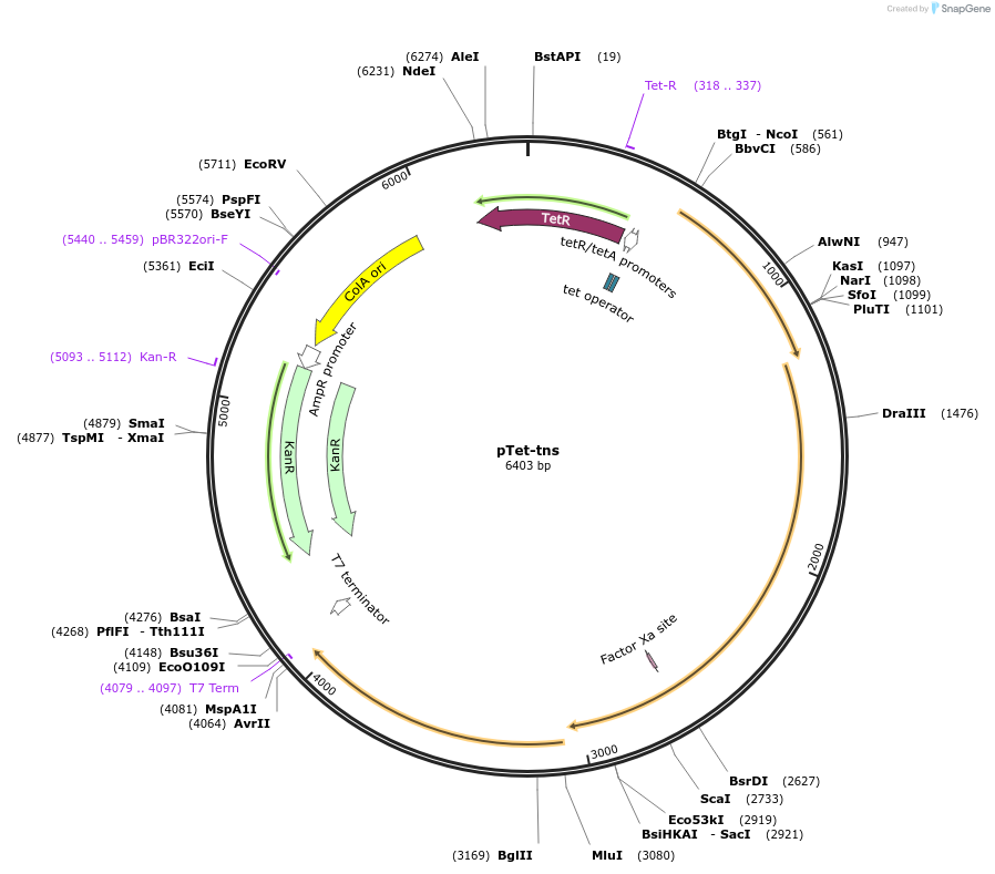 170628-plasmid-map-sequence-id-338902