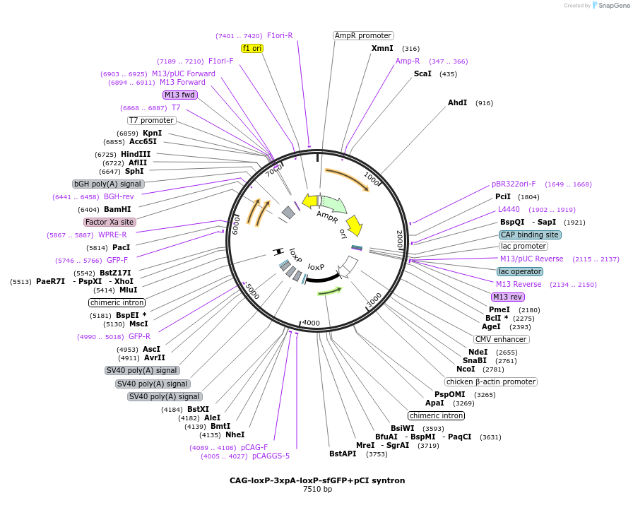 172478-plasmid-map-sequence-id-338912