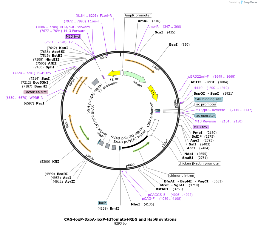 172479-plasmid-map-sequence-id-338913