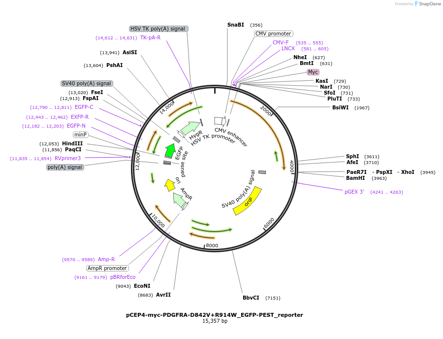 172599-plasmid-map-sequence-id-338914