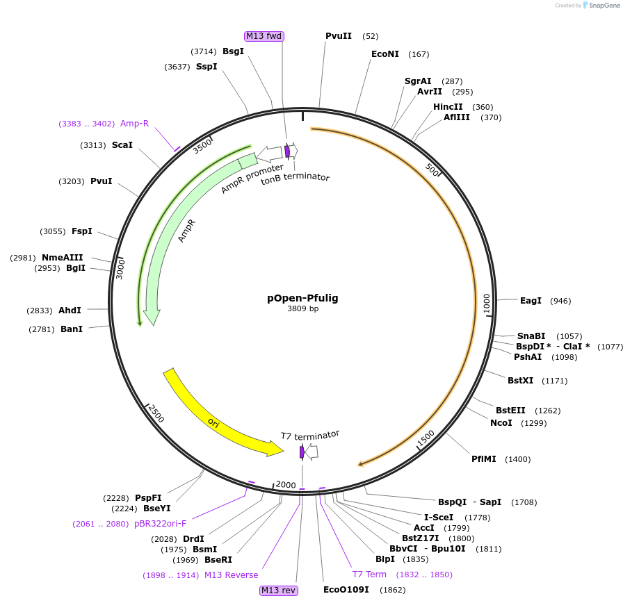 165525-plasmid-map-sequence-id-338923