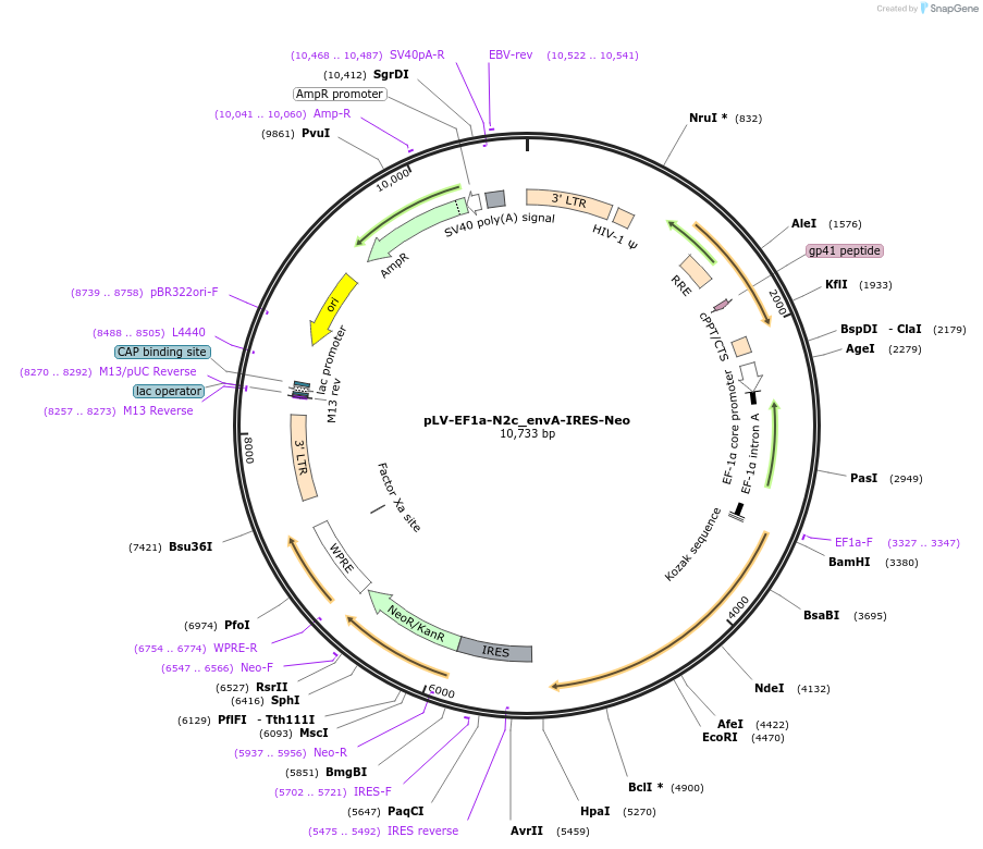 172368-plasmid-map-sequence-id-338925