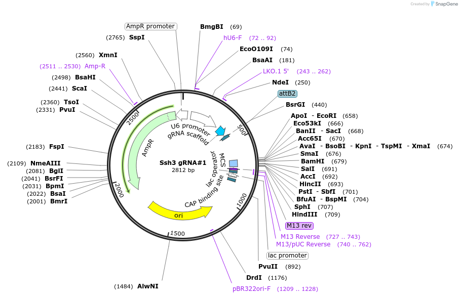 163400-plasmid-map-sequence-id-338990