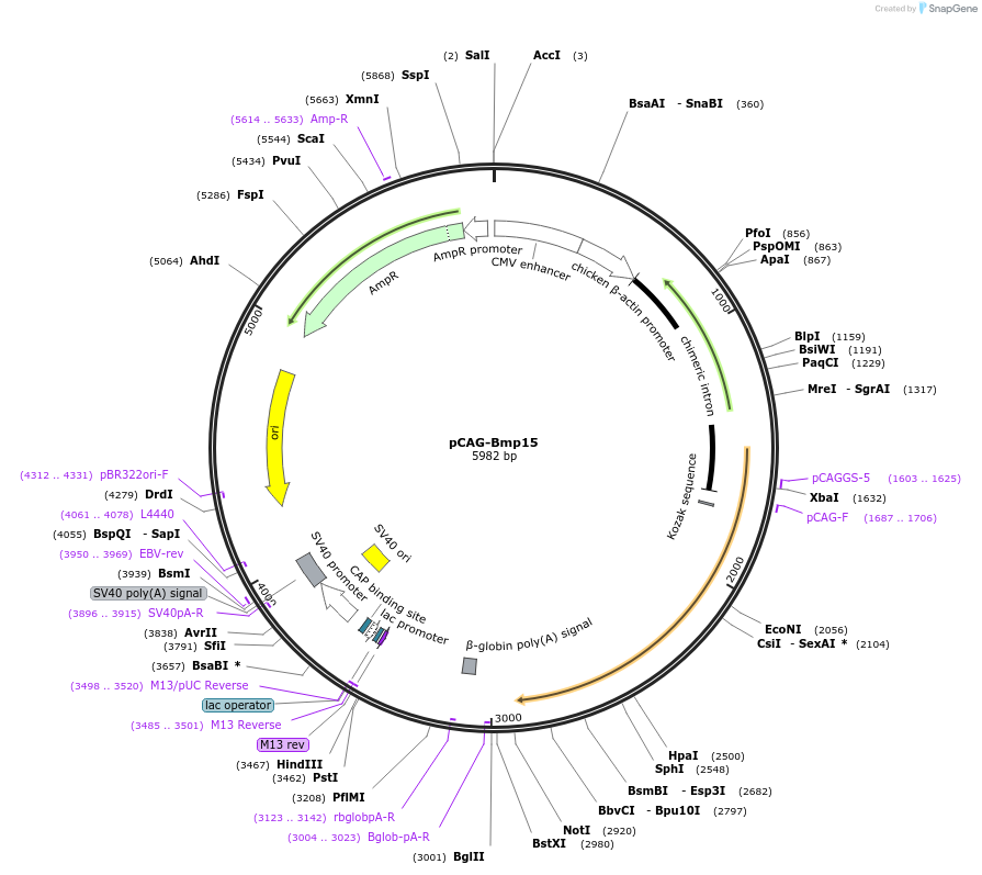 163594-plasmid-map-sequence-id-338992
