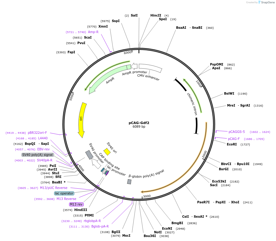 163595-plasmid-map-sequence-id-339000