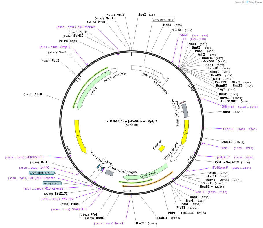 173153-plasmid-map-sequence-id-339002