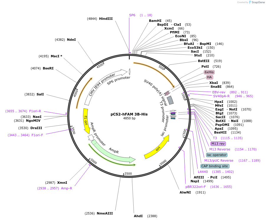 172192-plasmid-map-sequence-id-339007