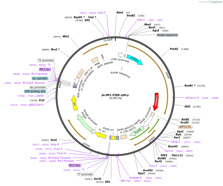 170775-plasmid-map-sequence-id-339023