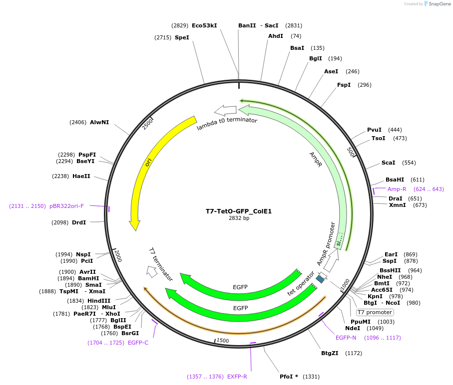 173193-plasmid-map-sequence-id-339027