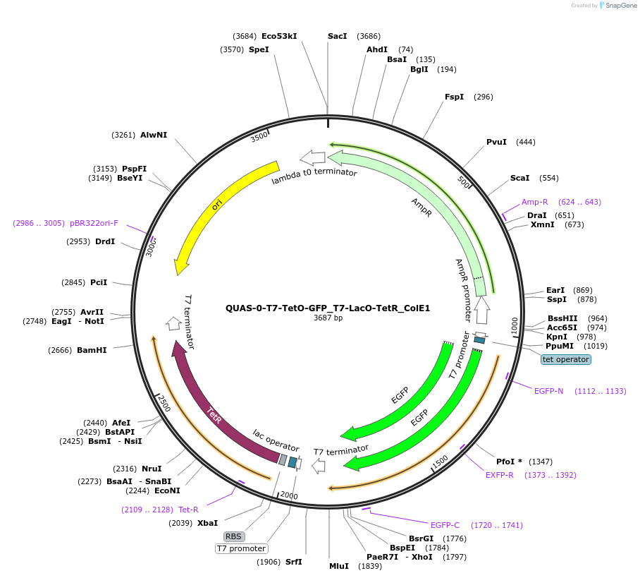171663-plasmid-map-sequence-id-339028