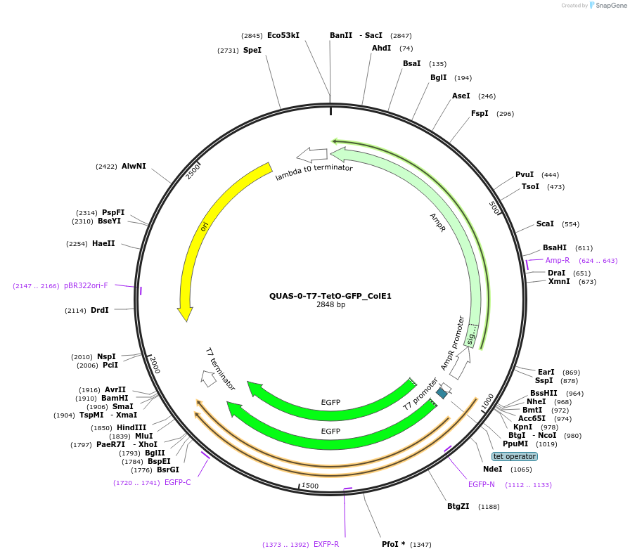 171662-plasmid-map-sequence-id-339030