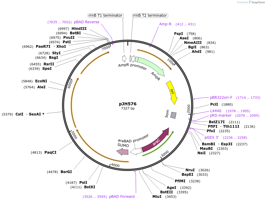 172160-plasmid-map-sequence-id-339044