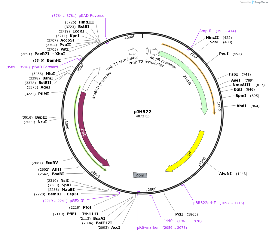 172156-plasmid-map-sequence-id-339045