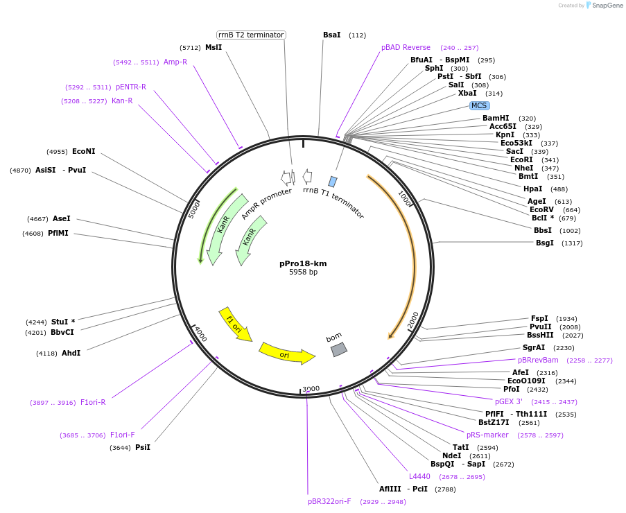 17808-plasmid-map-sequence-id-339052