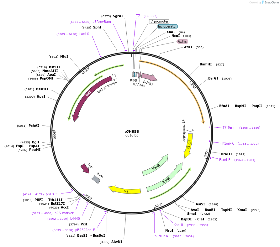 172176-plasmid-map-sequence-id-339055