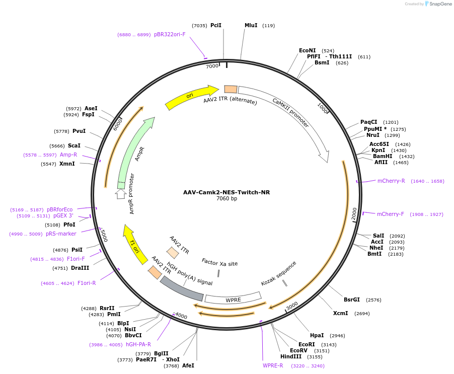 173043-plasmid-map-sequence-id-339086