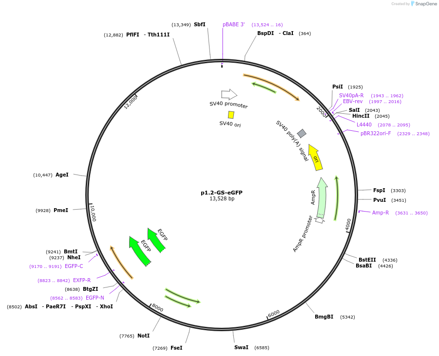 162771-plasmid-map-sequence-id-339094