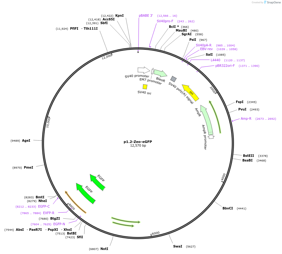 162743-plasmid-map-sequence-id-339096