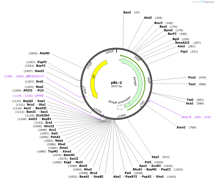 162769-plasmid-map-sequence-id-339100