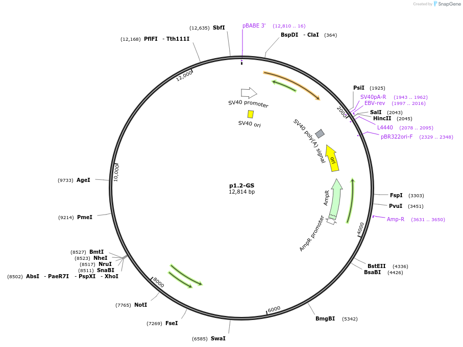 162770-plasmid-map-sequence-id-339105
