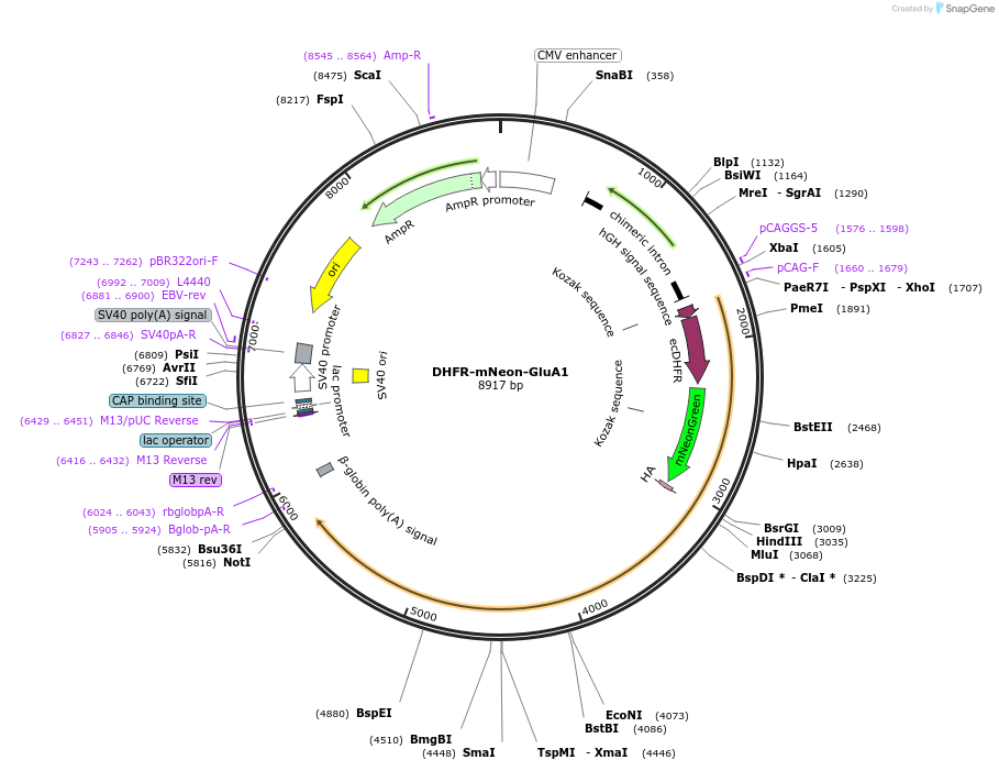 173009-plasmid-map-sequence-id-339113