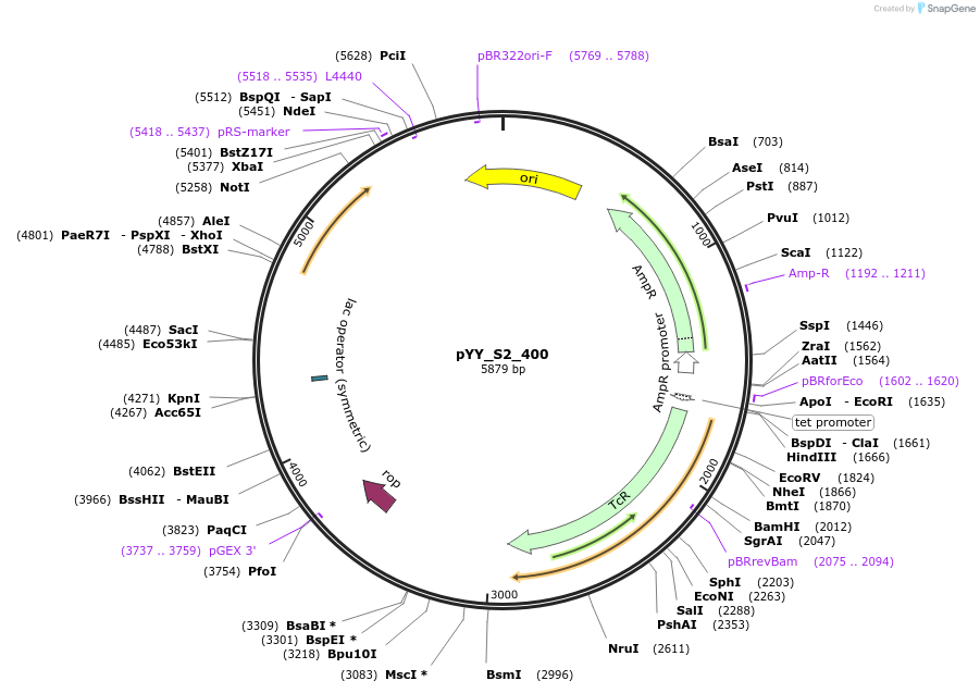 170471-plasmid-map-sequence-id-339114