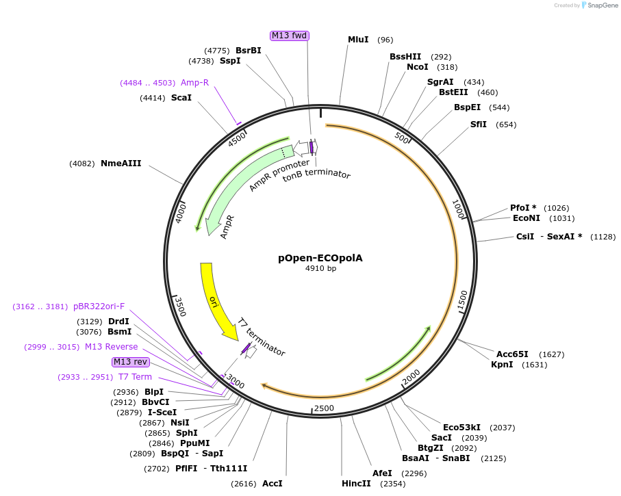 165532-plasmid-map-sequence-id-339121