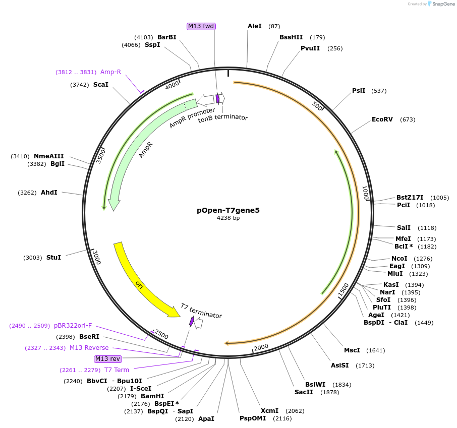 165534-plasmid-map-sequence-id-339124
