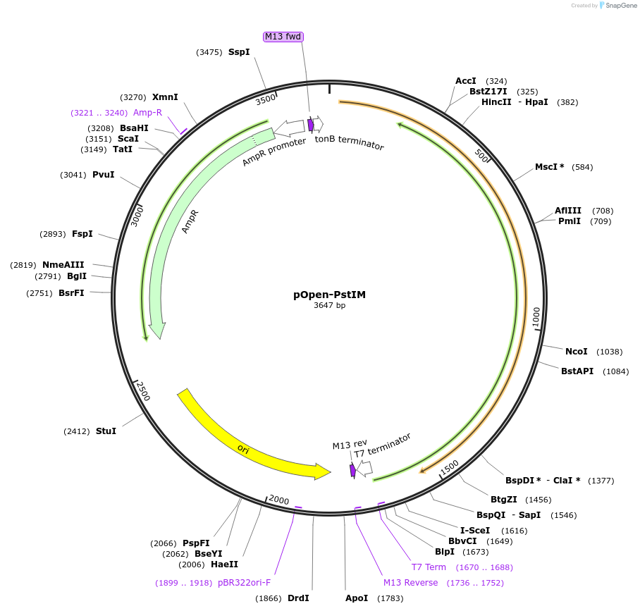 165536-plasmid-map-sequence-id-339126