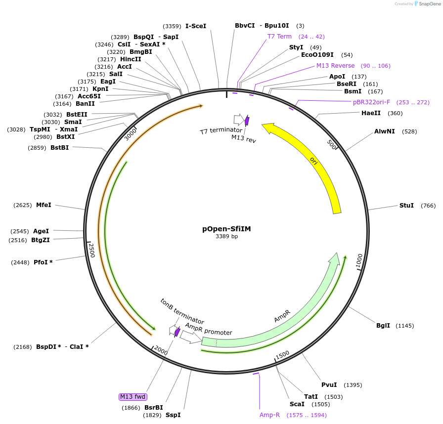 165538-plasmid-map-sequence-id-339128
