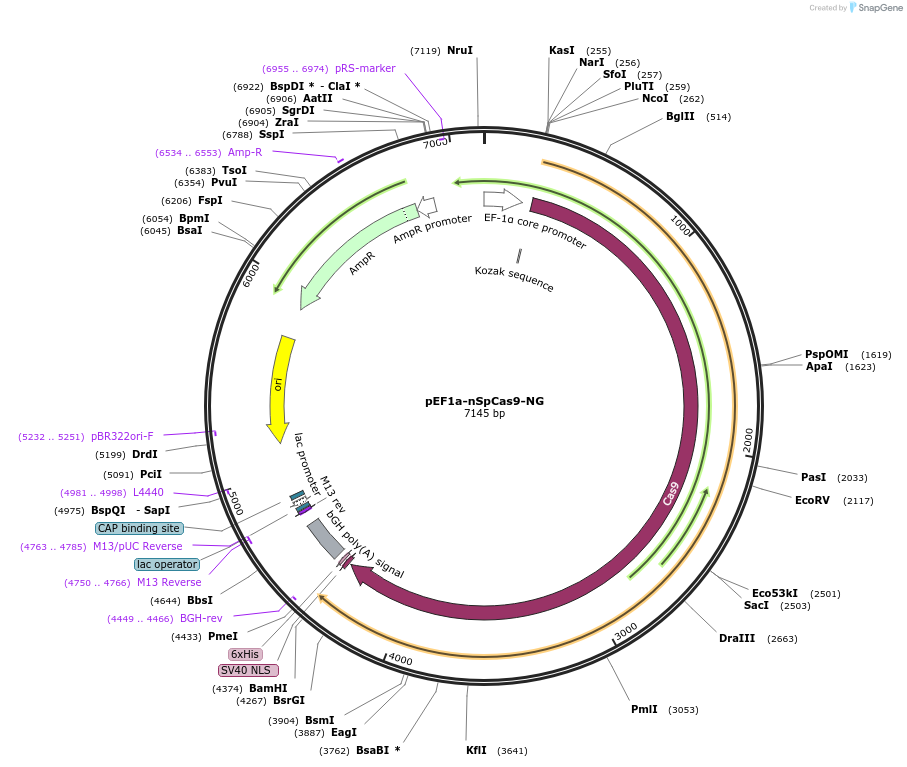 171692-plasmid-map-sequence-id-339138