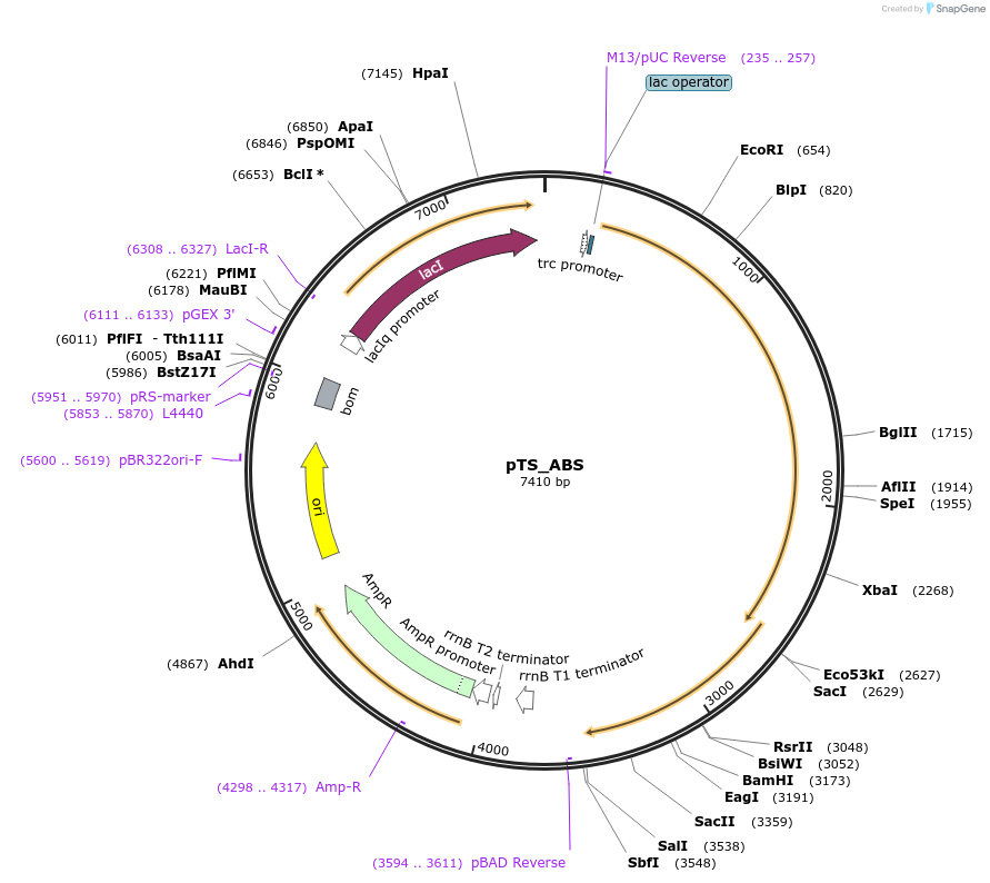 163840-plasmid-map-sequence-id-339140