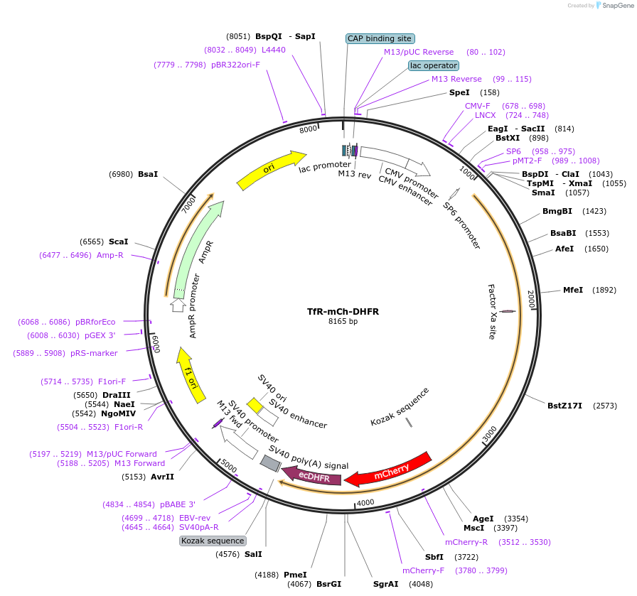 173013-plasmid-map-sequence-id-339208