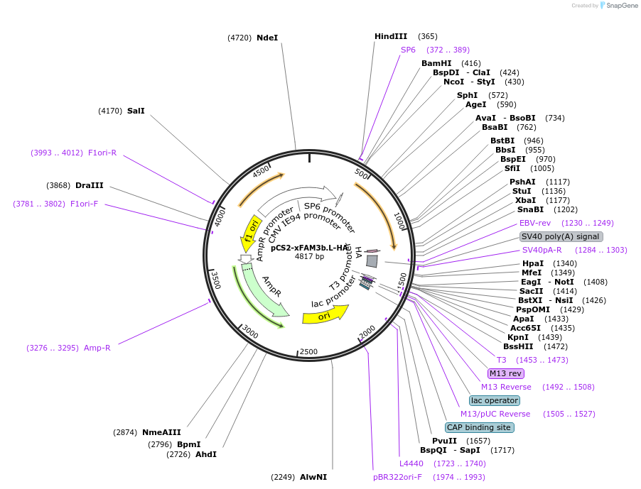 172852-plasmid-map-sequence-id-339212