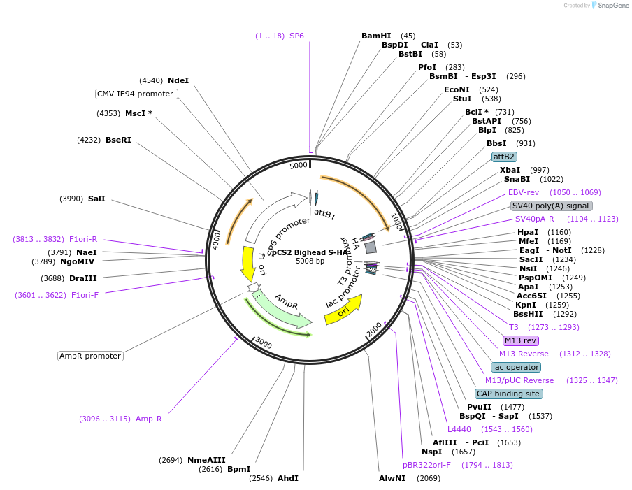 172485-plasmid-map-sequence-id-339214