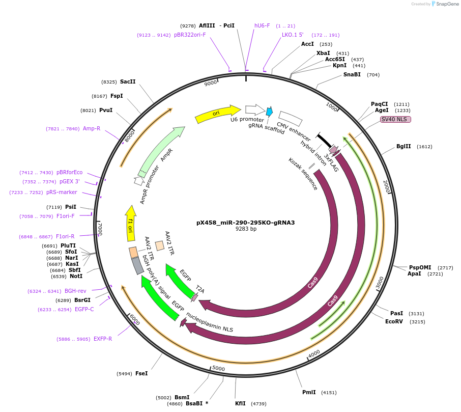 172711-plasmid-map-sequence-id-339221