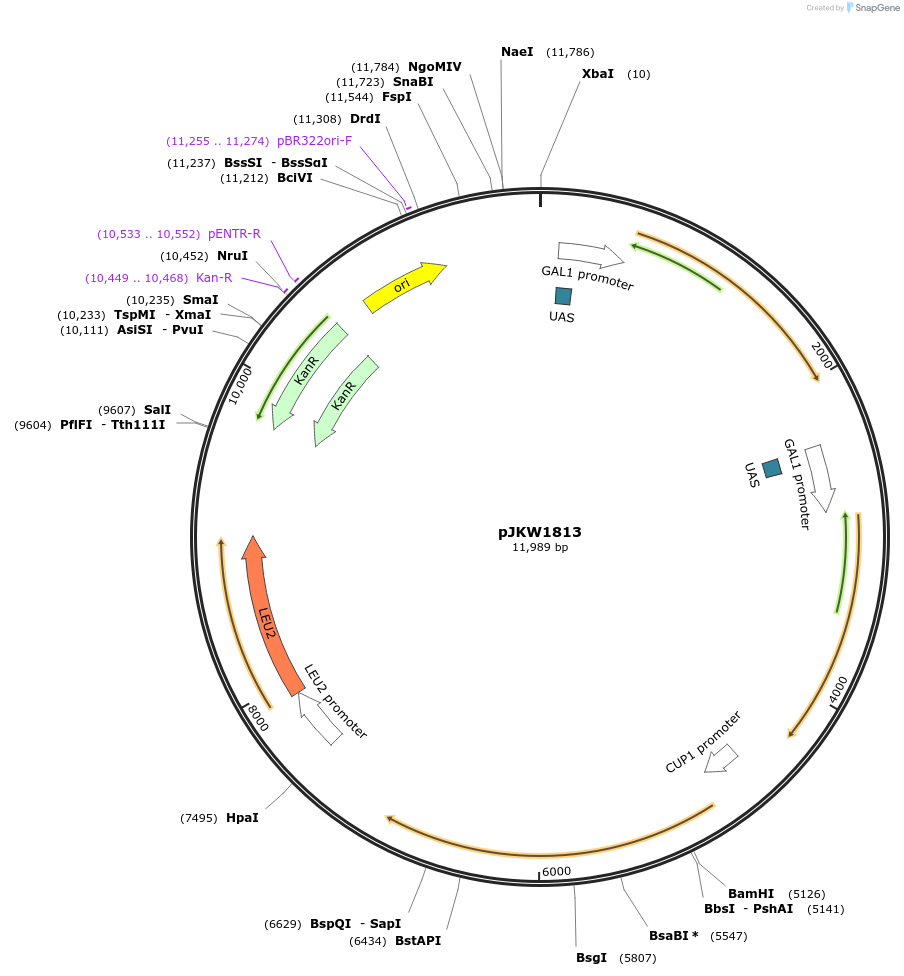 174003-plasmid-map-sequence-id-339290