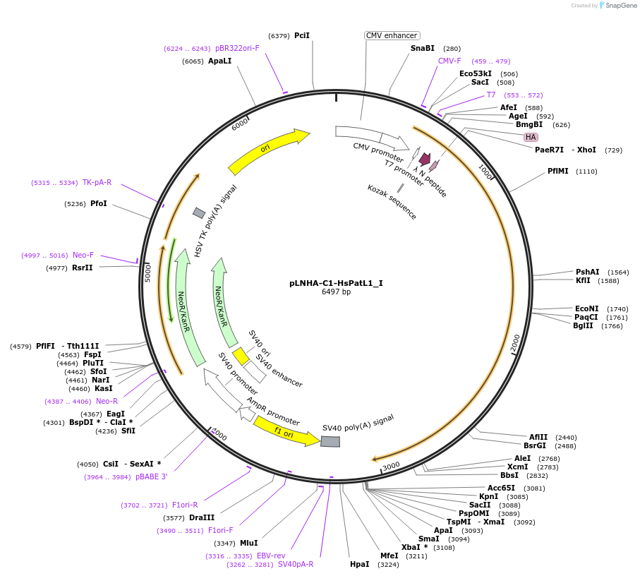 146544-plasmid-map-sequence-id-339294