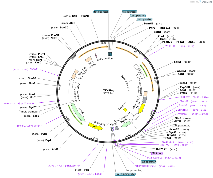 36986-plasmid-map-sequence-id-339399
