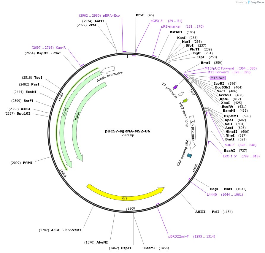 171694-plasmid-map-sequence-id-339404