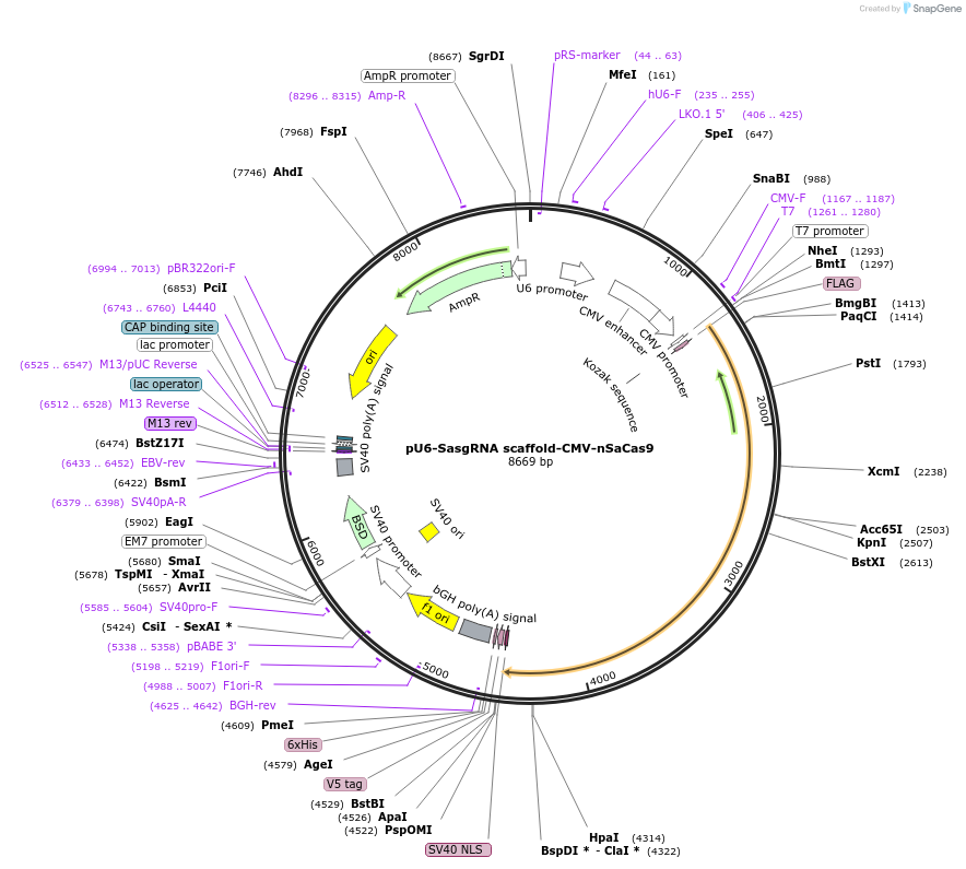 171695-plasmid-map-sequence-id-339405