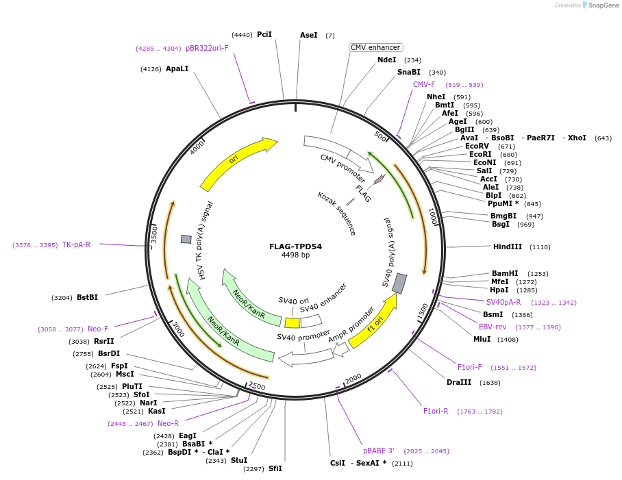 172450-plasmid-map-sequence-id-339420