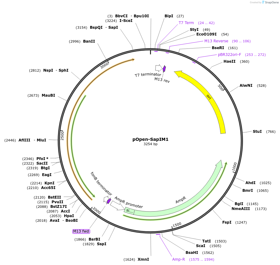 165547-plasmid-map-sequence-id-339425