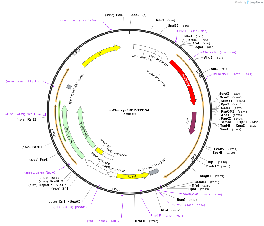 172451-plasmid-map-sequence-id-339429
