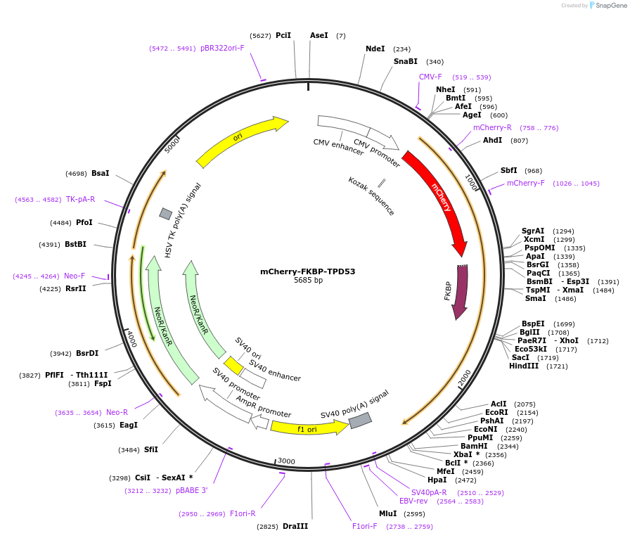 172457-plasmid-map-sequence-id-339431
